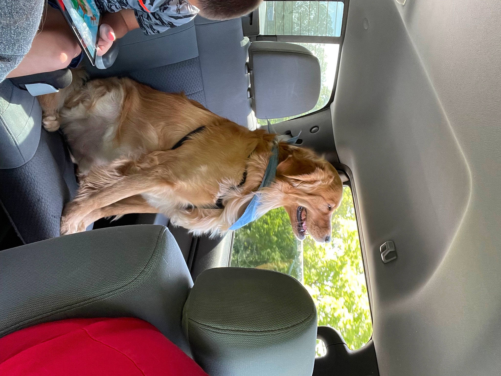 Axl is registered to the contest to win money with this photo: auto_part, automotive_exterior, automotive_window_part, car, car_seat, car_seat_cover, carnivore, companion_dog, dog, dog_breed, family_car, fawn, hat, motor_vehicle, snout, sporting_group, vehicle, vehicle_door, window, windshield