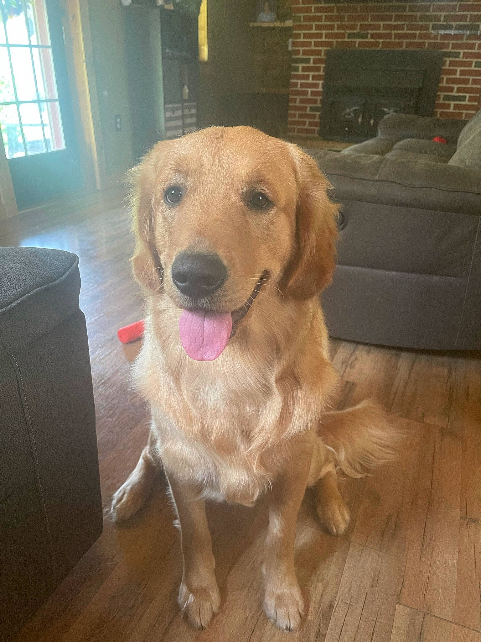 Axl joined the competition — help win amazing prizes! carnivore, companion_dog, couch, dog, dog_breed, fawn, floor, flooring, gun_dog, hardwood, head, laminate_flooring, plank, varnish, whiskers, window, wood, wood_flooring, wood_stain, working_animal