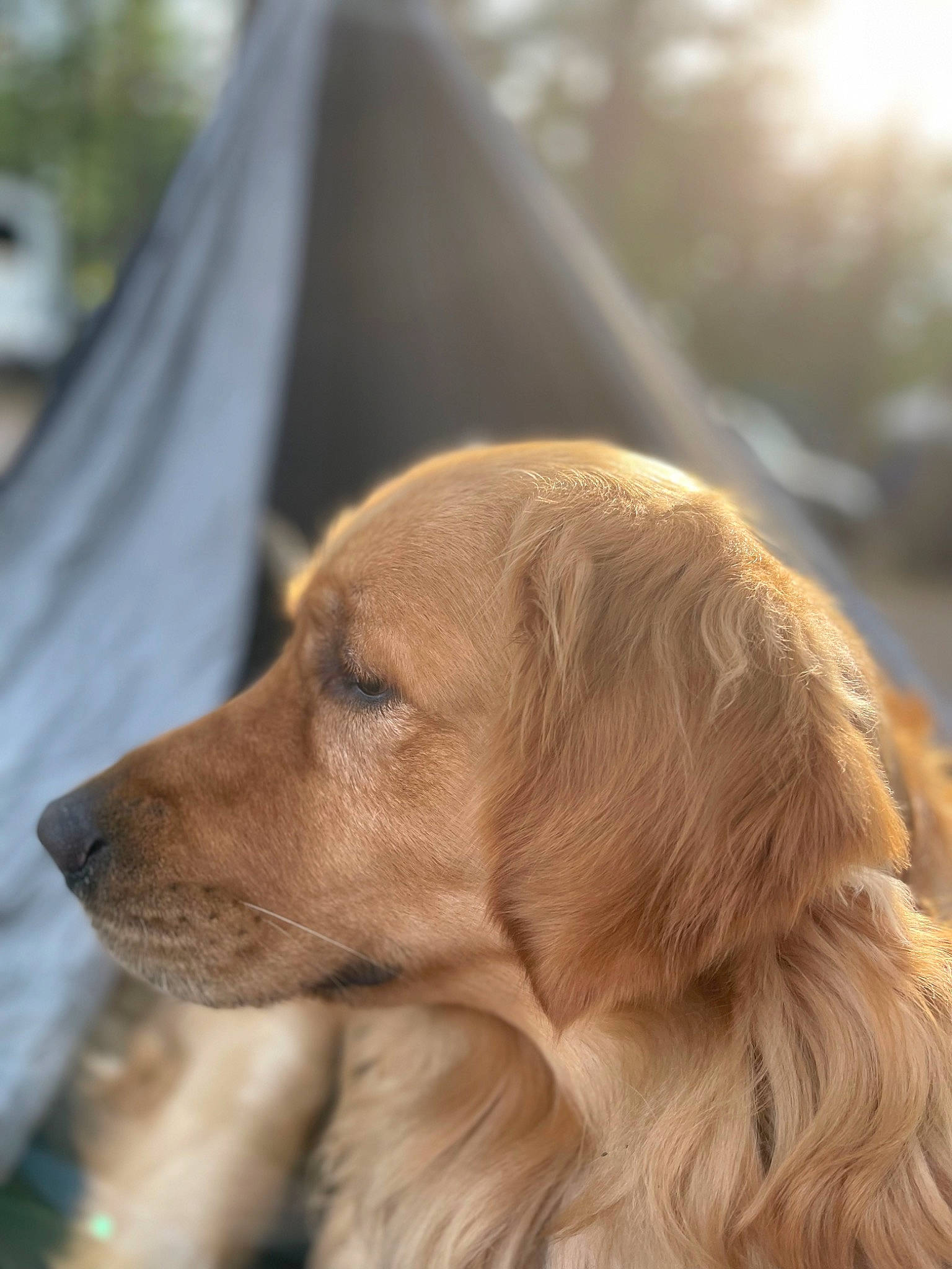 Axl is registered to the contest to win money with this photo: canidae, carnivore, companion_dog, dog, dog_breed, eye, fawn, fur, gun_dog, liver, retriever, sporting_group, terrestrial_animal, whiskers, wood, working_animal