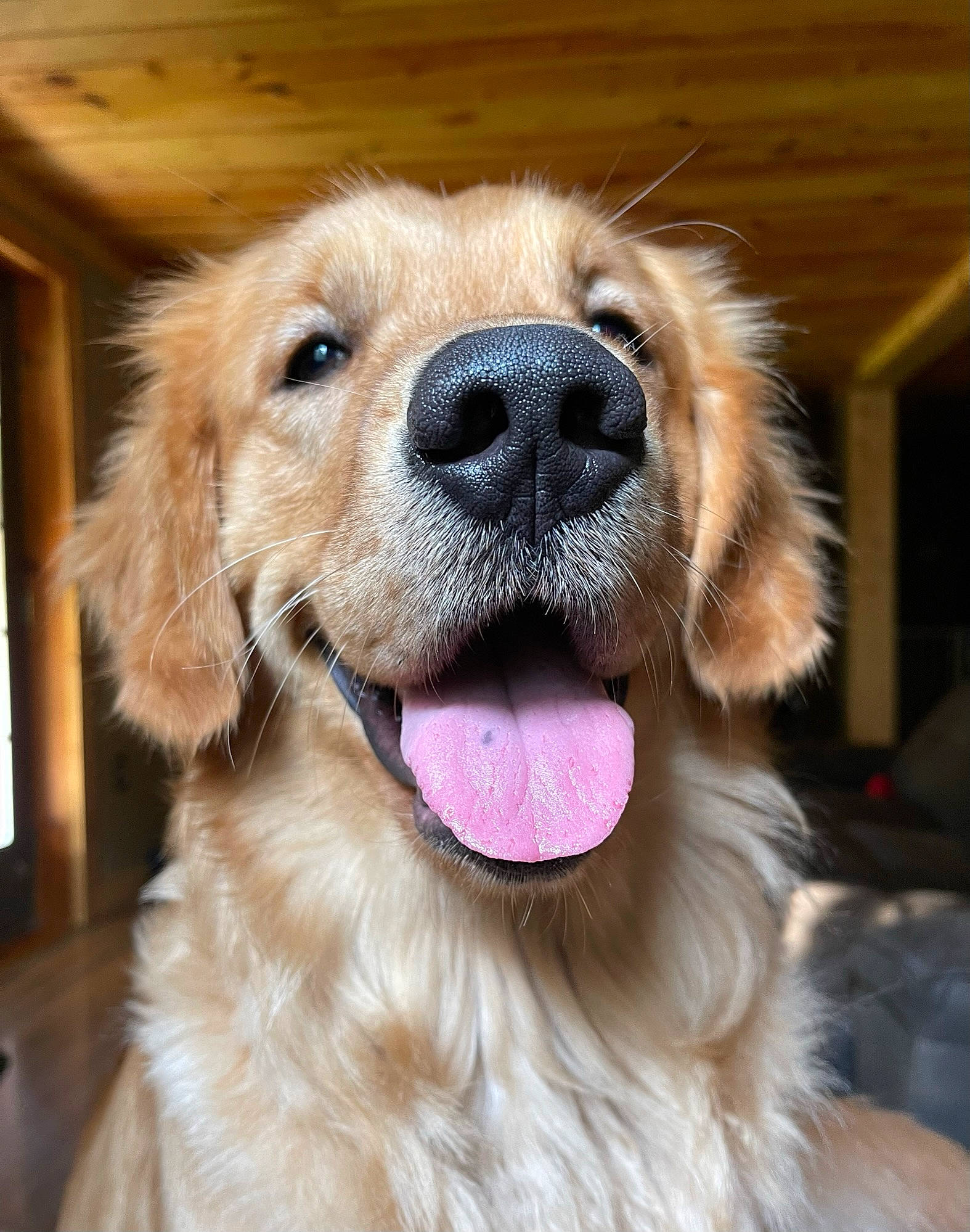 Axl is registered to the contest to win money with this photo: canidae, carnivore, collar, companion_dog, dog, dog_breed, dog_collar, ear, fawn, fur, golden_retriever, gun_dog, liver, paw, retriever, shout, snout, sporting_group, whiskers, working_animal