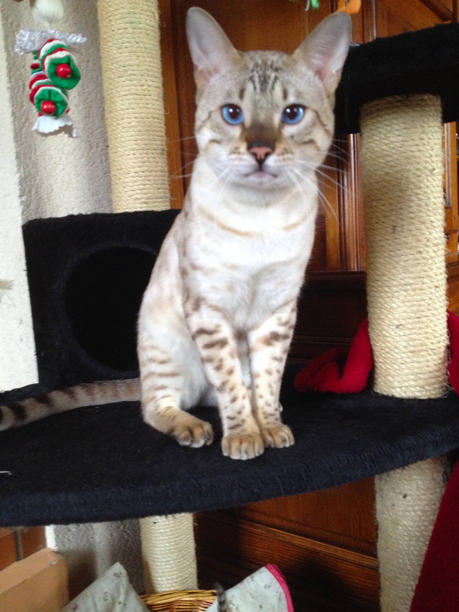 Larry a rejoint le concours — aidez-le/la à gagner de superbes lots ! american_wirehair, arabian_mau, asian, australian_mist, carnivore, cat, chausie, domestic_short_haired_cat, european_shorthair, felidae, german_rex, kitten, mammal, ocicat, ojos_azules, oriental_shorthair, singapura, small_to_medium_sized_cats, vertebrate, whiskers