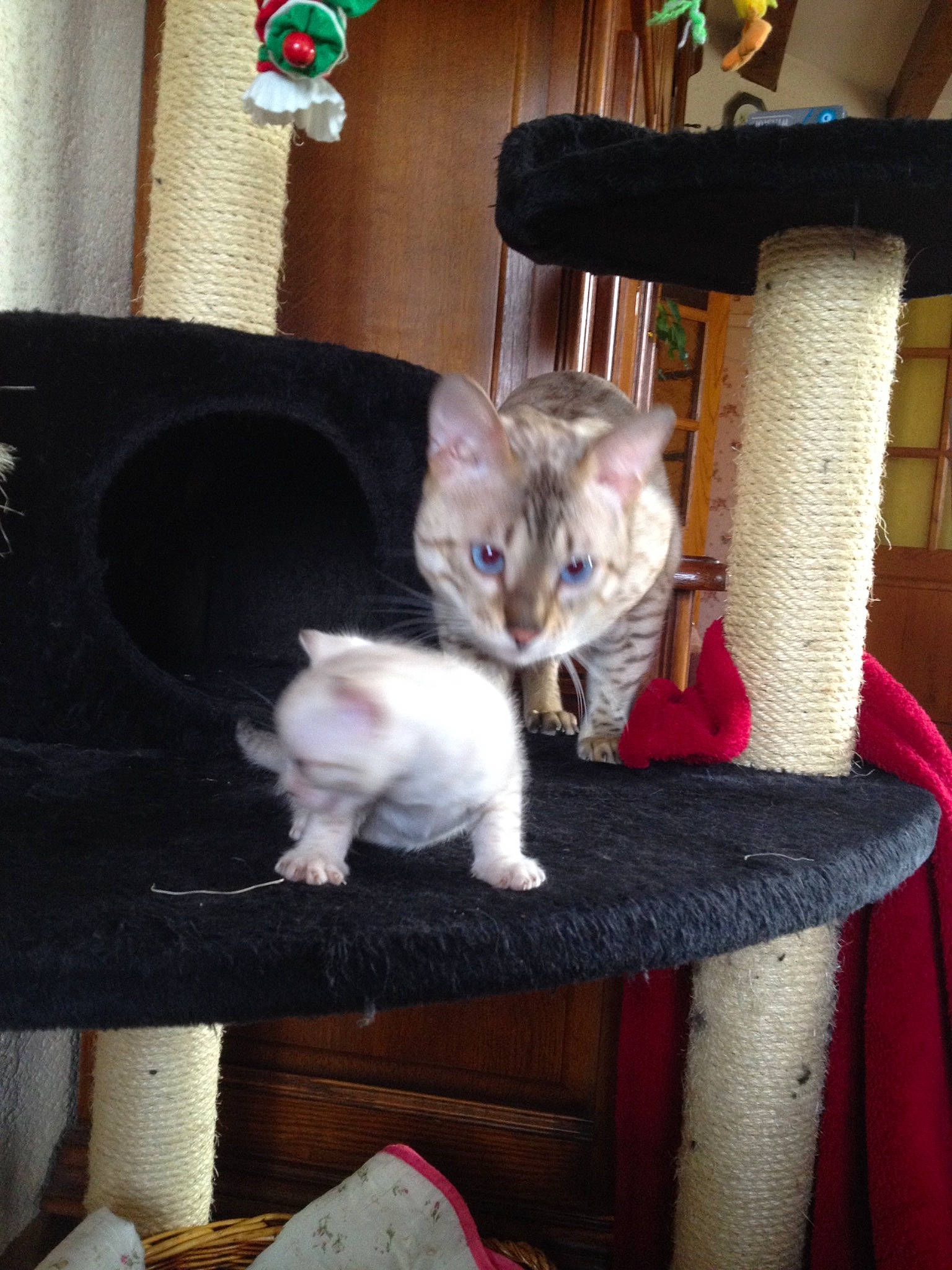 Larry participe au concours pour gagner de l'argent avec cette photo : american_shorthair, asian, burmilla, carnivore, cat, devon_rex, domestic_short_haired_cat, european_shorthair, fawn, felidae, german_rex, kitten, mammal, ojos_azules, oriental_shorthair, singapura, small_to_medium_sized_cats, vertebrate, whiskers