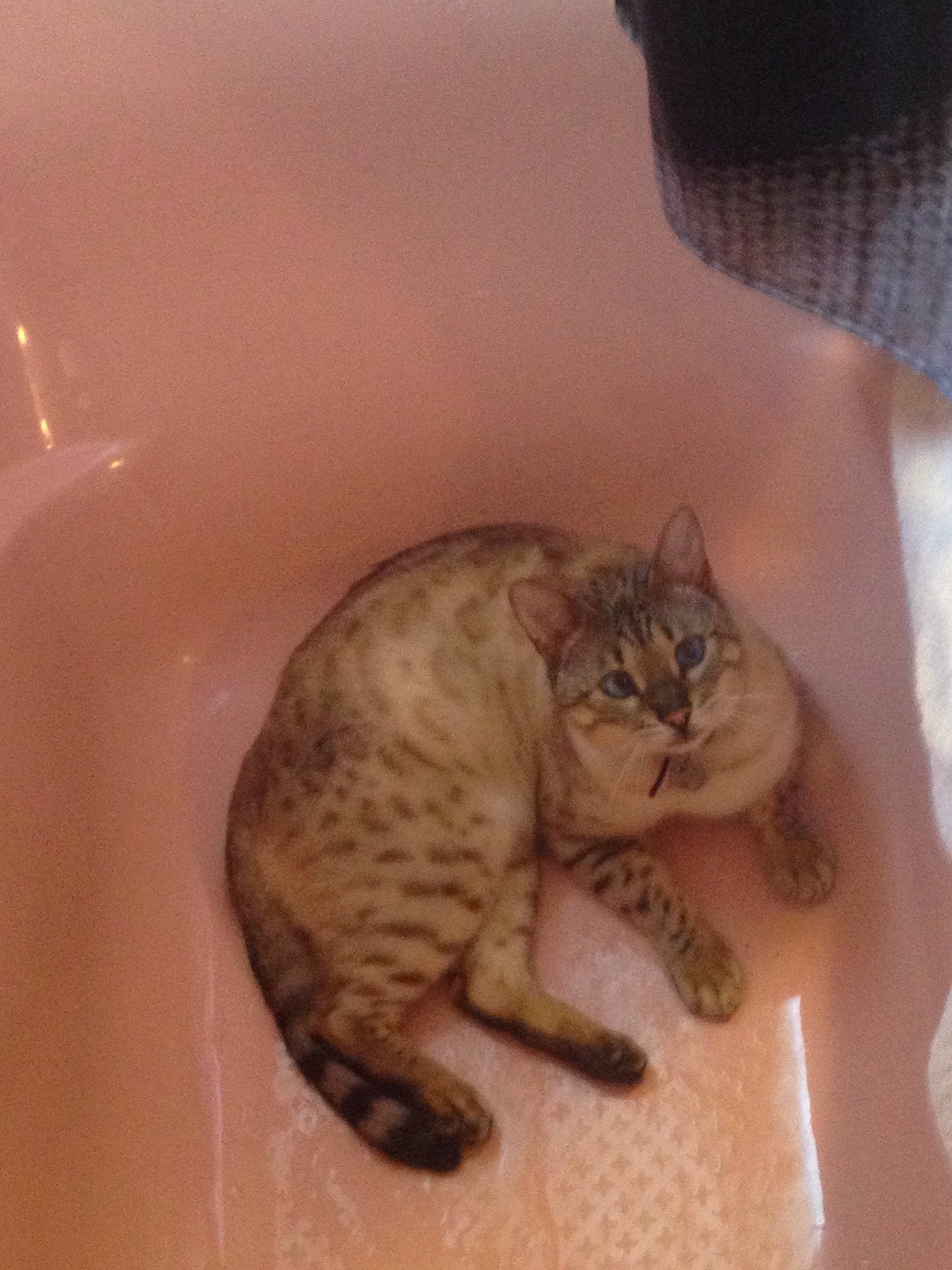 Larry participe au concours pour gagner de l'argent avec cette photo : asian, california_spangled, carnivore, cat, domestic_short_haired_cat, dragon_li, european_shorthair, fawn, felidae, kitten, mammal, ocicat, savannah, small_to_medium_sized_cats, tabby_cat, whiskers