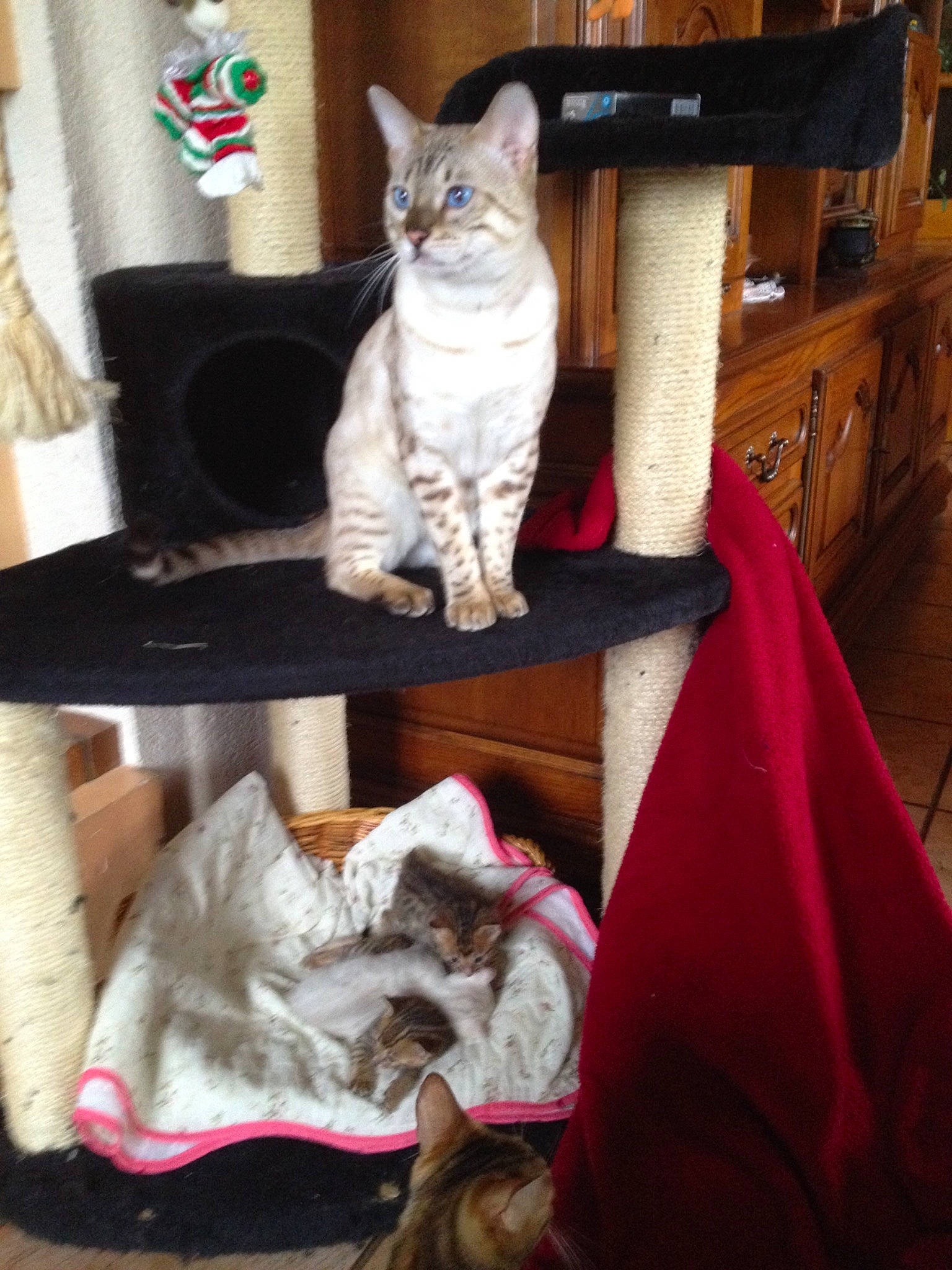 Larry a rejoint le concours — aidez-le/la à gagner de superbes lots ! american_shorthair, asian, burmilla, carnivore, cat, domestic_short_haired_cat, dragon_li, egyptian_mau, european_shorthair, fawn, felidae, fur, furniture, german_rex, kitten, ocicat, pixie_bob, small_to_medium_sized_cats, tabby_cat, whiskers