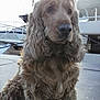 animal, boat, calm, canine, companion, curly_hair, daylight, dock, dog, ears, fur, leisure, mammal, marine, nose, outdoor, pet, portrait, sitting, watercraft
