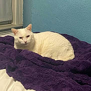 Tofu joined the competition — help win amazing prizes! cat, white_cat, pet, animal, indoor, blanket, purple_blanket, bed, bedding, wall, teal_wall, window, plush, cozy, loaf, portrait, looking_at_camera, whiskers, fur, domestic_cat