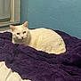 cat, white_cat, pet, animal, indoor, blanket, purple_blanket, bed, bedding, wall, teal_wall, window, plush, cozy, loaf, portrait, looking_at_camera, whiskers, fur, domestic_cat