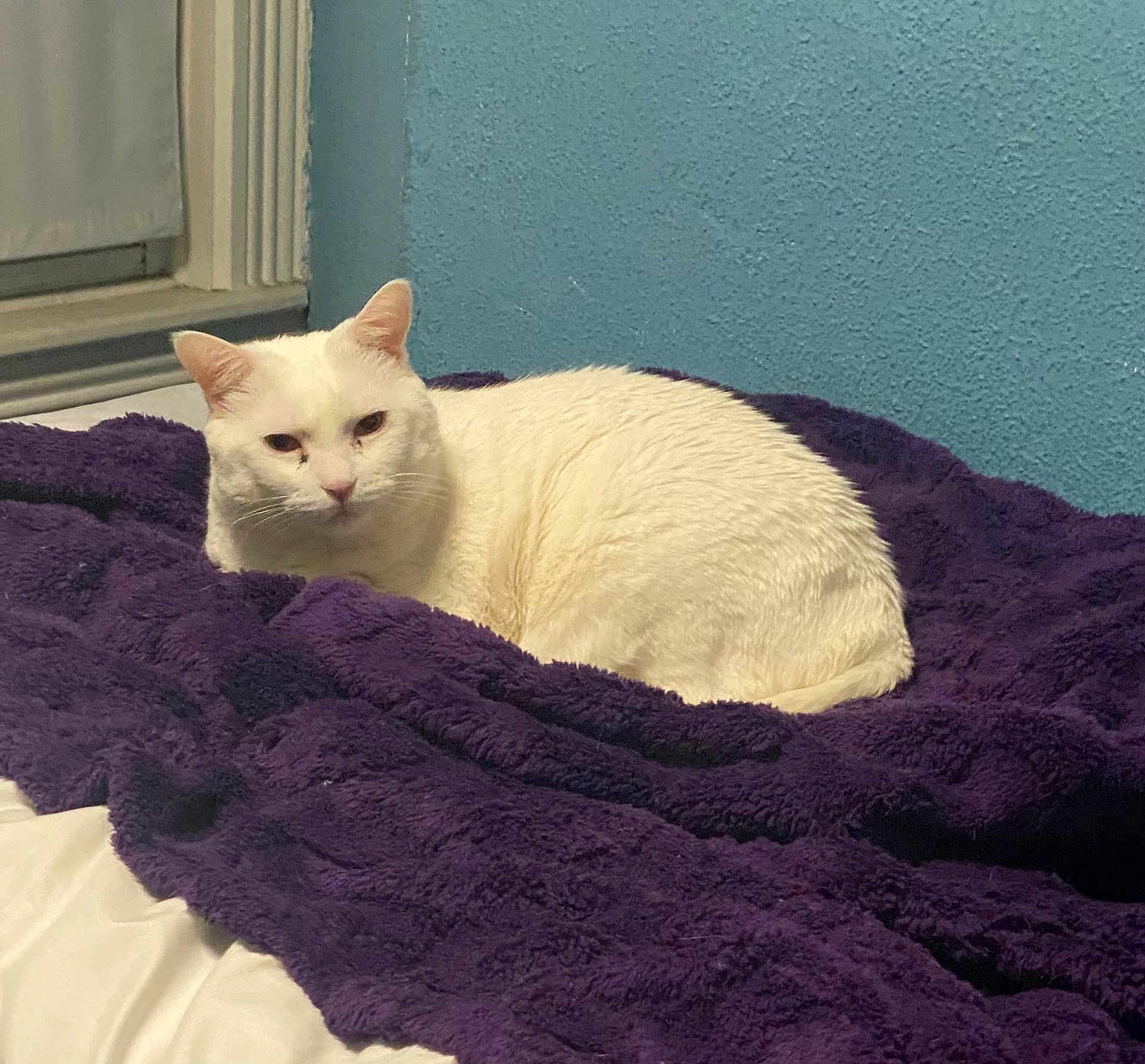 Tofu joined the competition — help win amazing prizes! cat, white_cat, pet, animal, indoor, blanket, purple_blanket, bed, bedding, wall, teal_wall, window, plush, cozy, loaf, portrait, looking_at_camera, whiskers, fur, domestic_cat