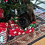 black_cat, carpet, cat, christmas_presents, christmas_tree, decorations, feline, festive, fluffy, gift_wrapping, holiday, holiday_decor, holiday_scene, indoor, ornaments, pet, relaxed, tree_lights, wood_floor, wrapped_gifts