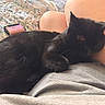 Salem is registered to the contest to win money with this photo: black_cat, cat, sleeping, lap, person, quilt, blanket, resting, indoor, pet, feline, relaxation, cozy, fur, animal, comfort, home, casual_clothing, close_up, nap