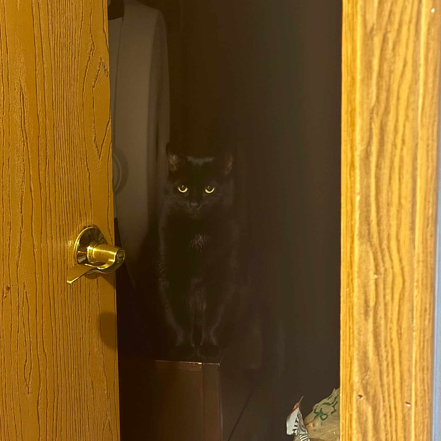 Salem joined the competition — help win amazing prizes! black_cat, cat, door, wooden_door, door_handle, indoors, closet, shadow, dark, yellow_eyes, pet, animal, feline, clutter, mysterious, dim_lighting, perched, looking, wood_texture, brass_handle