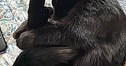 Salem is registered to the contest to win money with this photo: black_cat, cat, pet, sleeping, curled_up, feline, paw, quilt, bed, resting, indoor, cozy, fur, animal, home, relaxing, electronics, cord, compact, cute