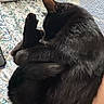 black_cat, cat, pet, sleeping, curled_up, feline, paw, quilt, bed, resting, indoor, cozy, fur, animal, home, relaxing, electronics, cord, compact, cute