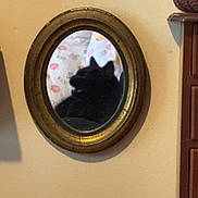 Salem joined the competition — help win amazing prizes! cat, mirror, reflection, black_cat, vintage_frame, wall, indoor, furniture, decor, soft_light, pattern, cozy, pet, animal, home, blurred_background, oval, shadow, closeup, quiet