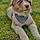 Mylo