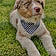 Mylo