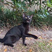 Mama is registered to the contest to win money with this photo: black_cat, cat, animal, pet, outdoor, grass, leaves, nature, playful, paw, meowing, yellow_eyes, feline, curious, garden, bush, greenery, mammal, cute, domestic_animal