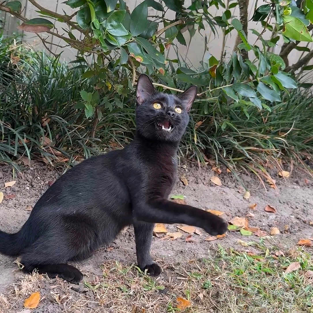 Mama is registered to the contest to win money with this photo: animal, black_cat, bush, cat, curious, cute, domestic_animal, feline, garden, grass, greenery, leaves, mammal, meowing, nature, outdoor, paw, pet, playful, yellow_eyes