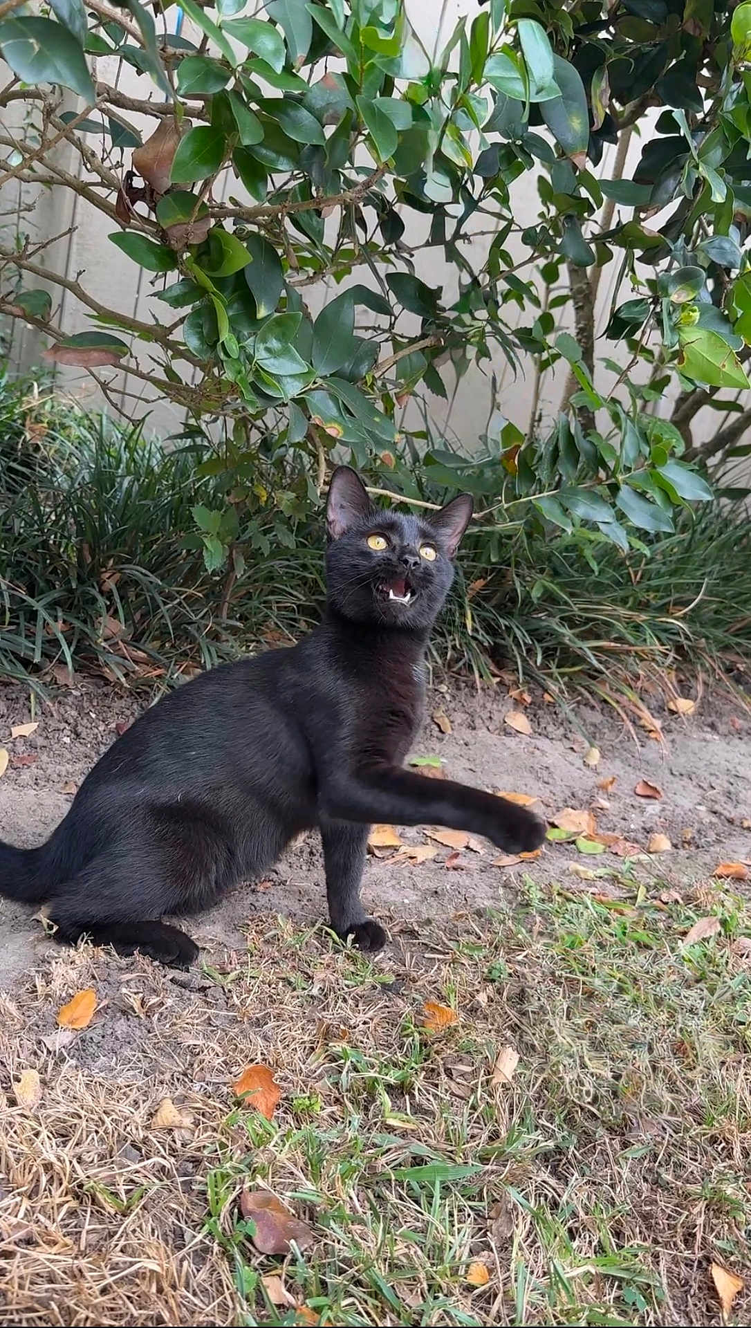 Mama is registered to the contest to win money with this photo: black_cat, cat, animal, pet, outdoor, grass, leaves, nature, playful, paw, meowing, yellow_eyes, feline, curious, garden, bush, greenery, mammal, cute, domestic_animal