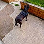 Shelby a rejoint le concours — aidez-le/la à gagner de superbes lots ! animal, back_view, black_dog, brick_wall, canine, curious, daylight, dog, garden_bed, grass, harness, leisure, nature, outdoor, pavement, pet, plant, quiet, sidewalk, walking_surface