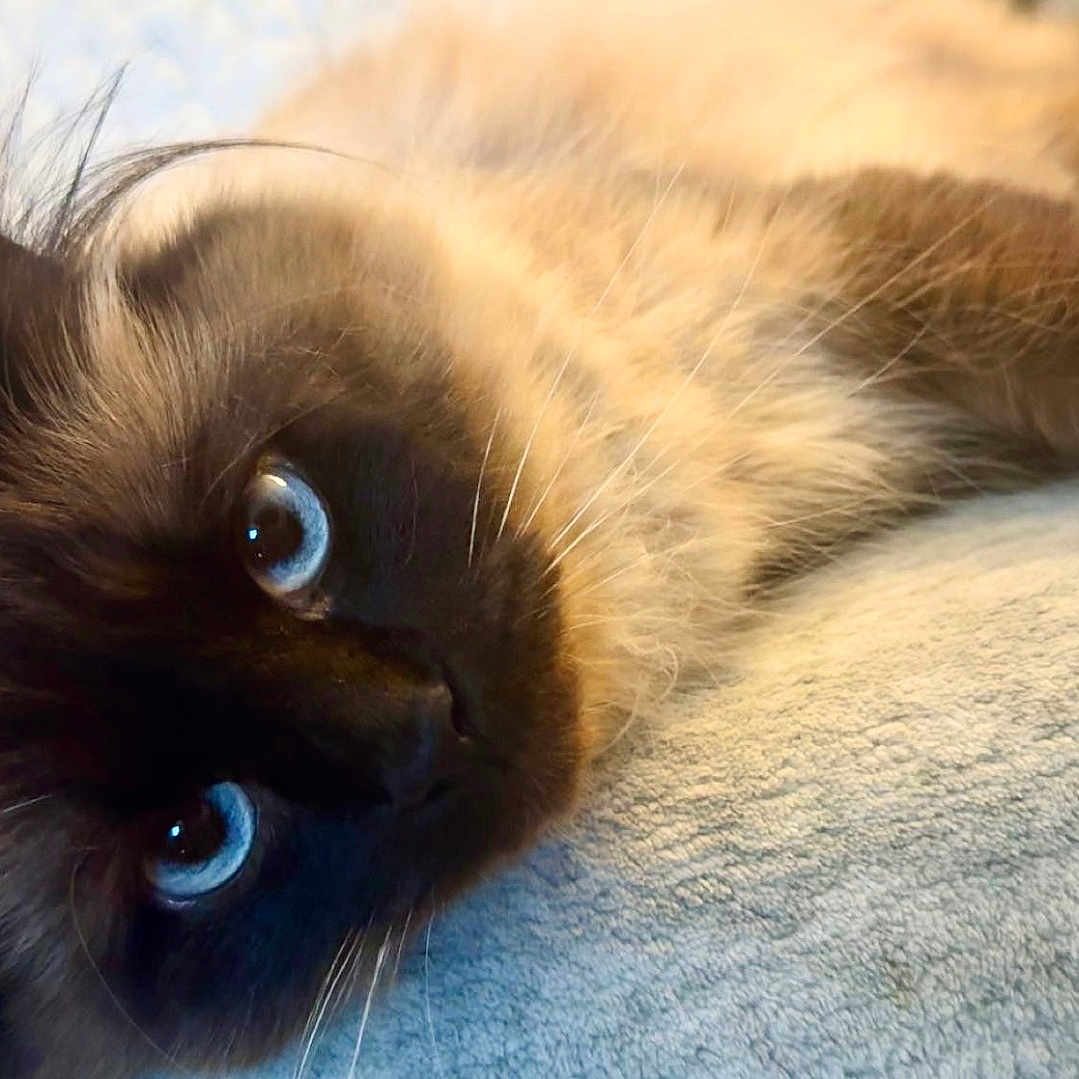 Nali joined the competition — help win amazing prizes! animal, blanket, blue_eyes, cat, close_up, cozy, cute, domestic_animal, ears, feline, fluffy, fur, indoor, lying_down, pet, portrait, relaxed, siamese_cat, soft_texture, whiskers