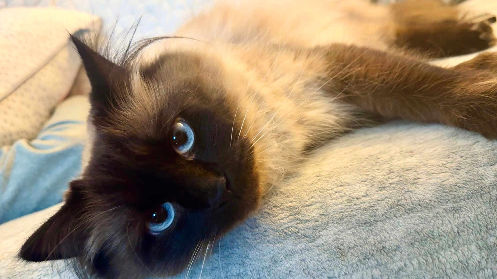 Nali joined the competition — help win amazing prizes! cat, siamese_cat, blue_eyes, fluffy, pet, animal, close_up, lying_down, soft_texture, blanket, fur, whiskers, ears, cute, domestic_animal, relaxed, cozy, indoor, portrait, feline