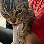 Bobbi joined the competition — help win amazing prizes! cat, tabby_cat, pet, animal, close_up, licking, treat, paw, human_hand, red_shirt, indoor, food, whiskers, cute, feline, fur, person, holding, nail_art, playful