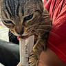 cat, tabby_cat, pet, animal, close_up, licking, treat, paw, human_hand, red_shirt, indoor, food, whiskers, cute, feline, fur, person, holding, nail_art, playful