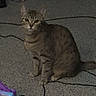 Bobbi joined the competition — help win amazing prizes! cat, tabby, pet, indoor, carpet, toy, floor, animal, feline, curious, sitting, ears, whiskers, tail, domestic, play, cord, room, cute, alert