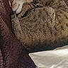 Bobbi is registered to the contest to win money with this photo: cat, tabby, sleeping, curled_up, feline, pet, cozy, indoor, blanket, pillow, resting, fur, cute, animal, domestic, calm, relaxed, soft, home, comfort