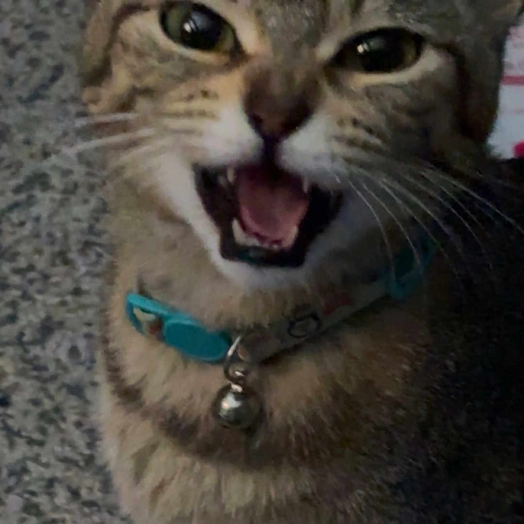 Bobbi