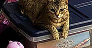 Bobbi joined the competition — help win amazing prizes! cat, tabby_cat, storage_container, plastic_box, blanket, sock, toy, carpet, indoor, pet, feline, animal, resting, paw, face, fur, eyes, clutter, home, cozy