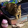 cat, tabby_cat, storage_container, plastic_box, blanket, sock, toy, carpet, indoor, pet, feline, animal, resting, paw, face, fur, eyes, clutter, home, cozy