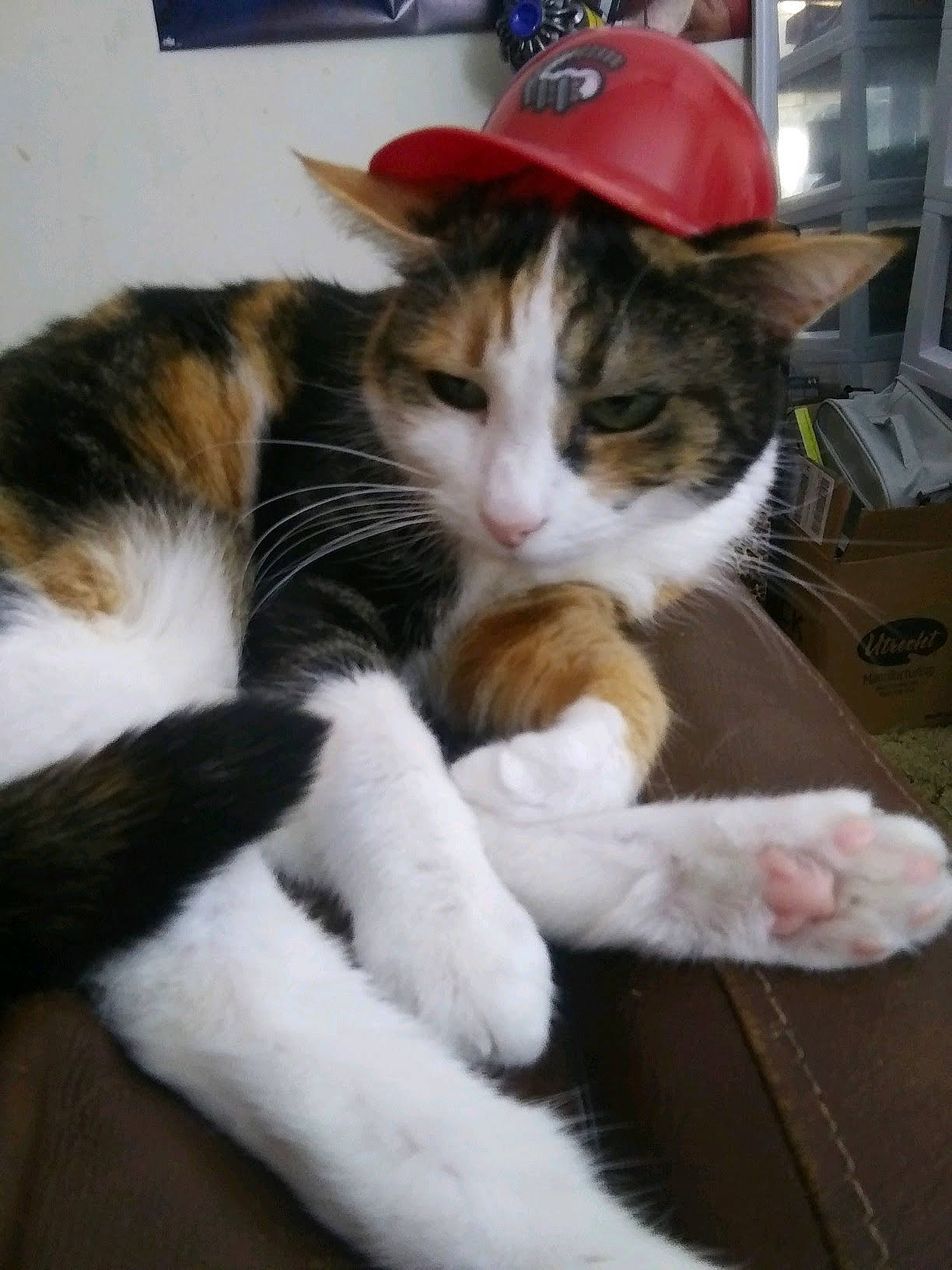 Hannah joined the competition — help win amazing prizes! carnivore, cat, cat_supply, claw, comfort, computer_keyboard, domestic_short_haired_cat, felidae, foot, fur, hat, lap, nap, paw, small_to_medium_sized_cats, snout, tail, vertebrate, whiskers