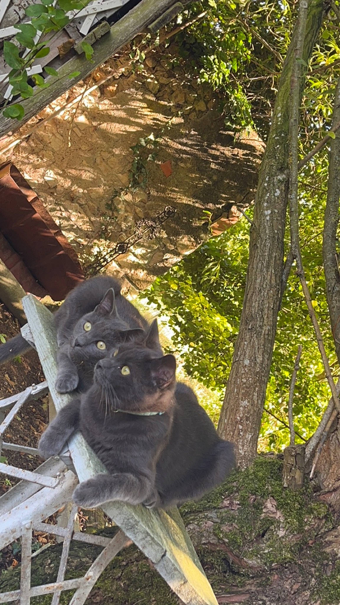 Dior participe au concours pour gagner de l'argent avec cette photo : biome, branch, fawn, forest, grass, groundcover, jungle, mammal, organism, plant, primate, sculpture, terrestrial_animal, terrestrial_plant, tree, trunk, vertebrate, wildlife, wood, woodland