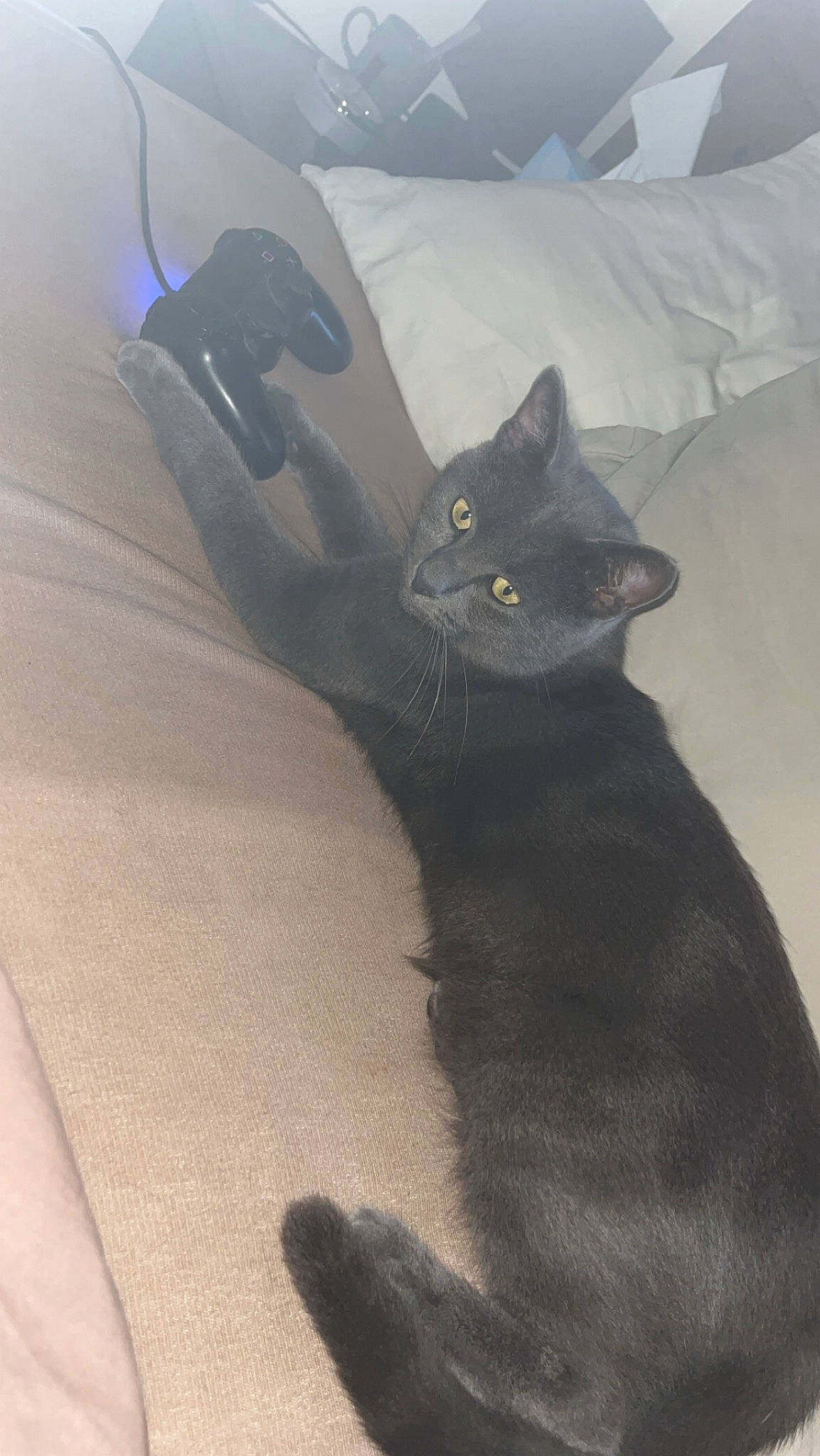 Dior a rejoint le concours — aidez-le/la à gagner de superbes lots ! black_cat, carnivore, cat, claw, comfort, domestic_short_haired_cat, felidae, fur, gesture, grey, paw, shadow, small_to_medium_sized_cats, snout, tail, terrestrial_animal, tints_and_shades, whiskers