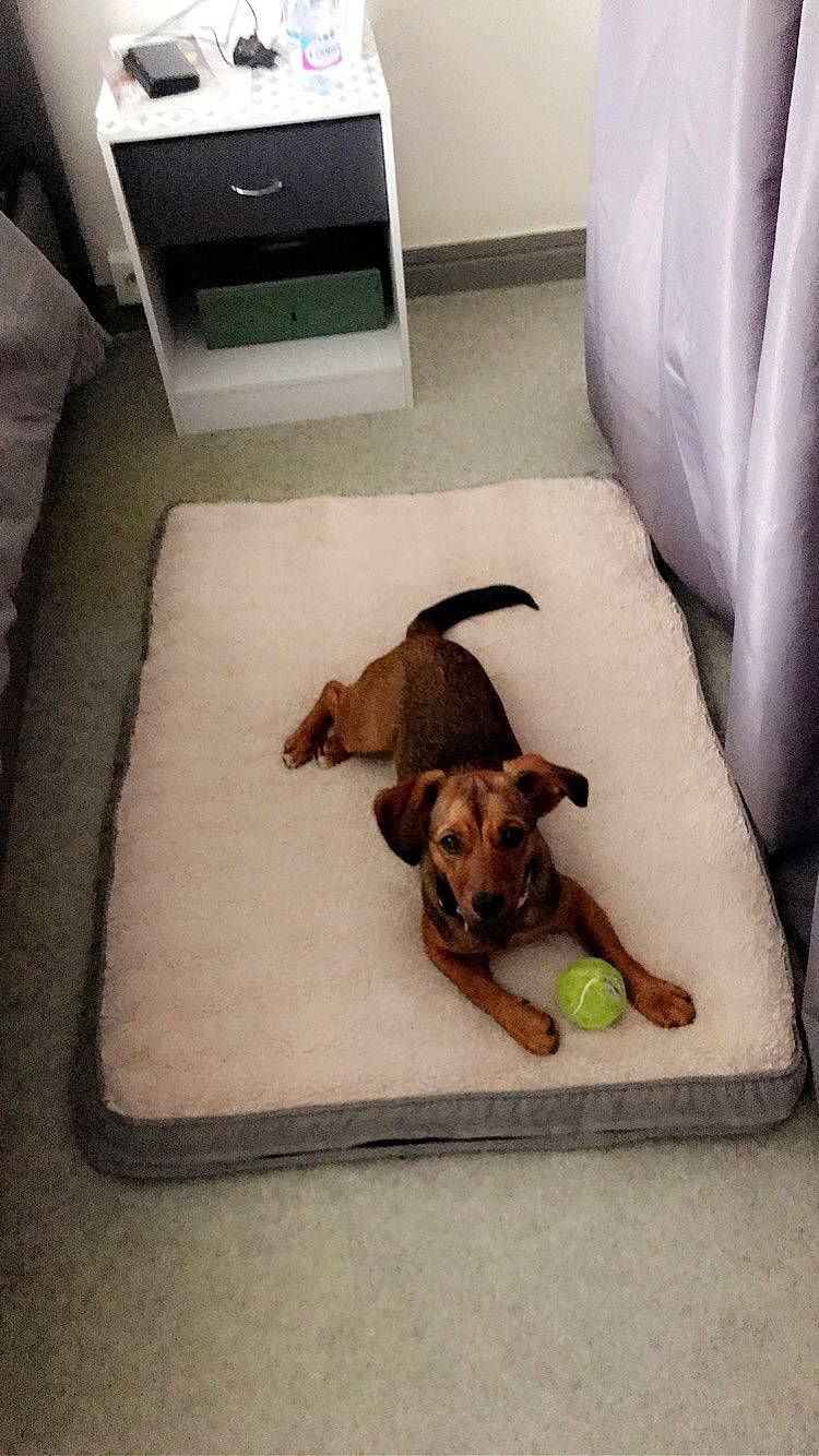 Guess a rejoint le concours — aidez-le/la à gagner de superbes lots ! carnivore, comfort, companion_dog, dog, dog_breed, dog_supply, fawn, floor, flooring, hardwood, linens, liver, pet_supply, rectangle, room, sporting_group, tail, toy_dog, wood, working_animal