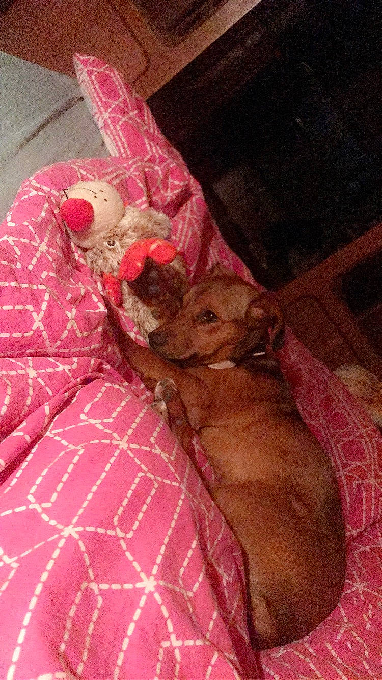 Guess a rejoint le concours — aidez-le/la à gagner de superbes lots ! bed, bedding, carnivore, comfort, companion_dog, dog, dog_breed, fawn, felidae, human_leg, linens, liver, magenta, pattern, pink, sporting_group, thigh, toy_dog, whiskers, working_animal