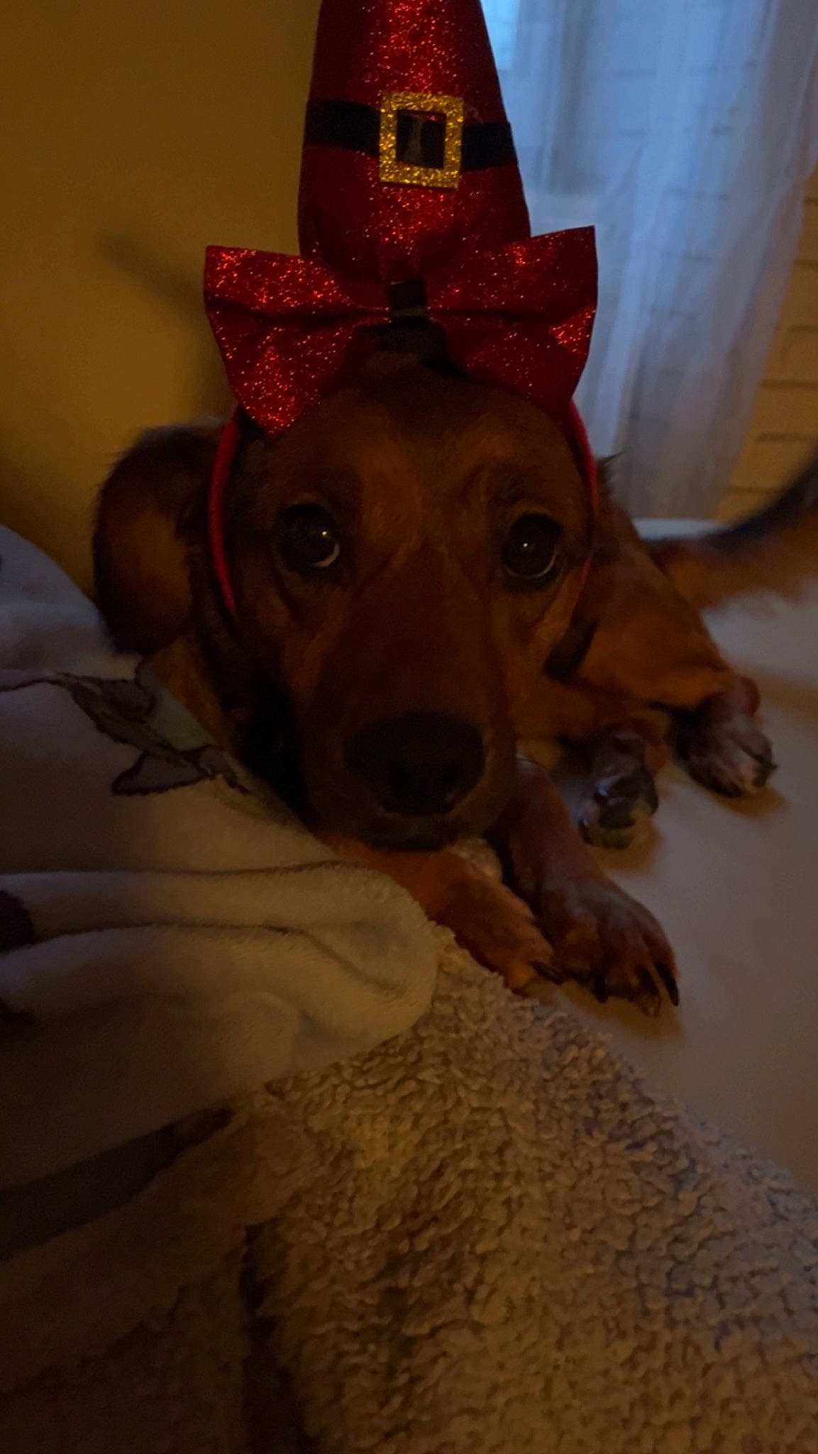 Guess participe au concours pour gagner de l'argent avec cette photo : carnivore, christmas, companion_dog, cone, costume_hat, dog, dog_breed, dog_supply, event, fawn, fedora, fur, hat, mammal, party_hat, snout, sporting_group, whiskers, wood, working_animal