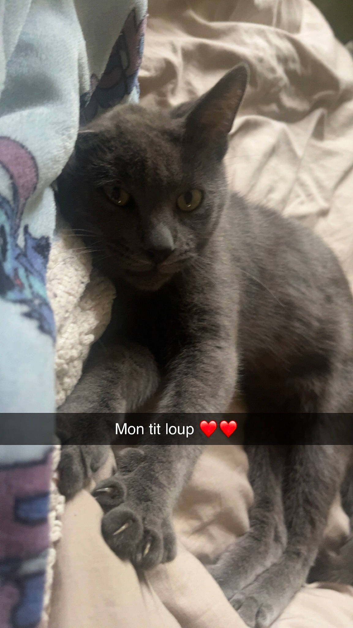 Chanel a rejoint le concours — aidez-le/la à gagner de superbes lots ! carnivore, cat, comfort, domestic_short_haired_cat, felidae, fur, grey, photo_caption, russian_blue, small_to_medium_sized_cats, snout, terrestrial_animal, whiskers, window