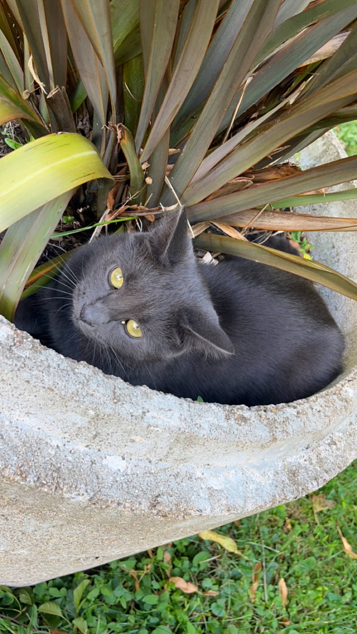 Chanel a rejoint le concours — aidez-le/la à gagner de superbes lots ! automotive_tire, automotive_wheel_system, black_cat, bombay, carnivore, cat, domestic_short_haired_cat, eye, felidae, flowerpot, fur, grass, plant, small_to_medium_sized_cats, snout, soil, tail, terrestrial_animal, whiskers, wood