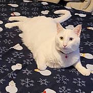 Alvin joined the competition — help win amazing prizes! animal, blanket, blue_eye, cat, collar, cozy, curious, cute, domestic_cat, fur, heterochromia, indoor, lying_down, pet, pink_bell, resting, snowflake_pattern, snowman_pattern, white_cat, yellow_eye