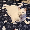 animal, blanket, blue_eye, cat, collar, cozy, curious, cute, domestic_cat, fur, heterochromia, indoor, lying_down, pet, pink_bell, resting, snowflake_pattern, snowman_pattern, white_cat, yellow_eye