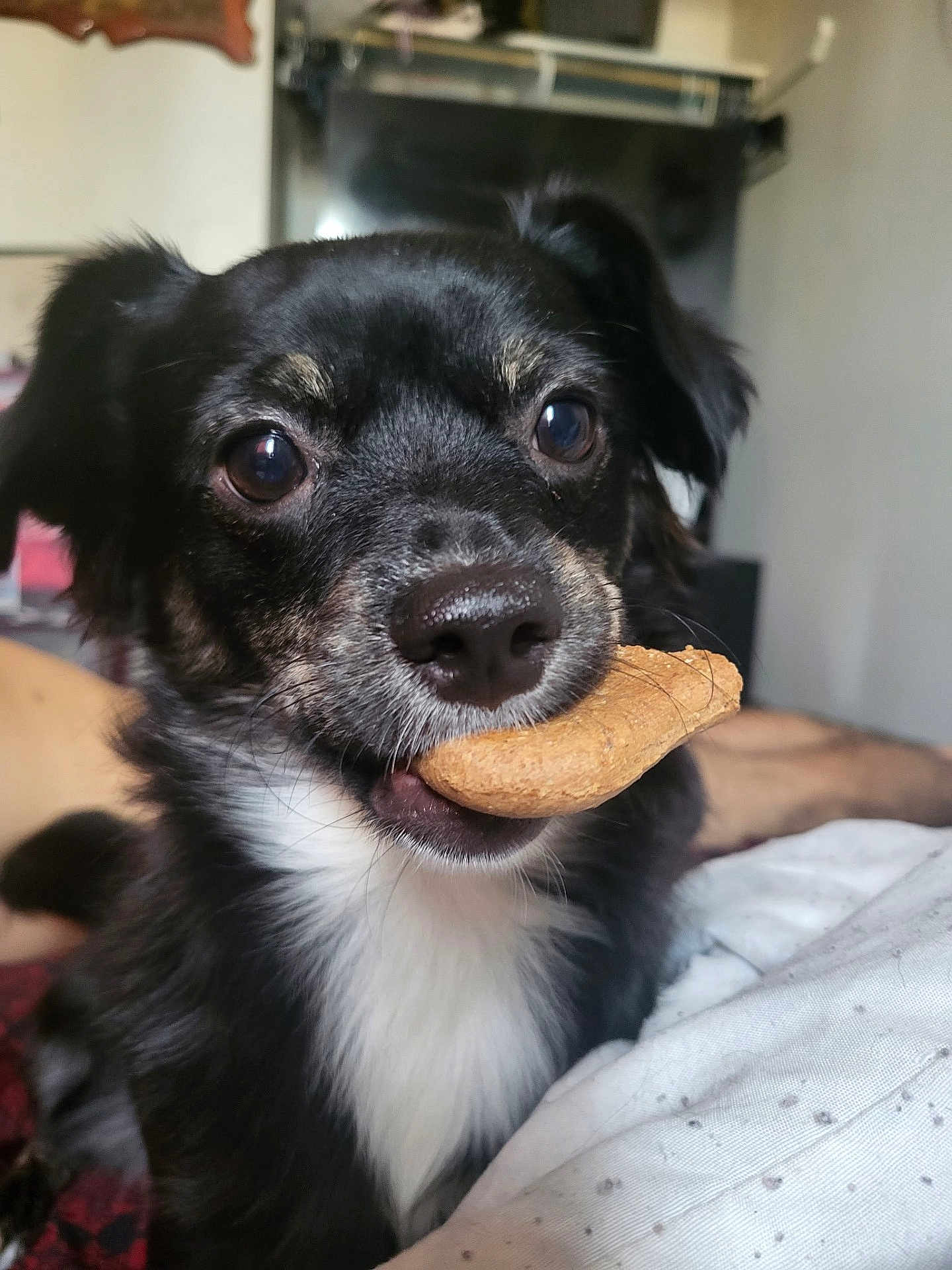 Monty joined the competition — help win amazing prizes! dog, pet, close_up, black_fur, white_fur, biscuit, mouth, nose, eyes, indoor, bed, blanket, fur, animal, cute, companion, looking, face, laying, human_arm