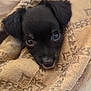 Monty is registered to the contest to win money with this photo: puppy, dog, black_dog, blanket, cozy, cute, pet, animal, fur, small, indoors, closeup, face, ears, sleepy, resting, young, adorable, comfort, warm