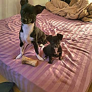 Monty joined the competition — help win amazing prizes! dog, puppy, bed, bone, striped_bedspread, black_and_white, pet, animal, indoor, cozy, toy, floor, blanket, furniture, small_dog, cute, companion, domestic, relaxed, portrait