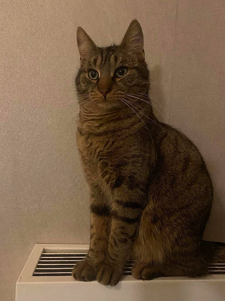 Hugo participe au concours pour gagner de l'argent avec cette photo : carnivore, cat, domestic_short_haired_cat, felidae, fur, grey, iris, sitting, small_to_medium_sized_cats, snout, tail, terrestrial_animal, whiskers