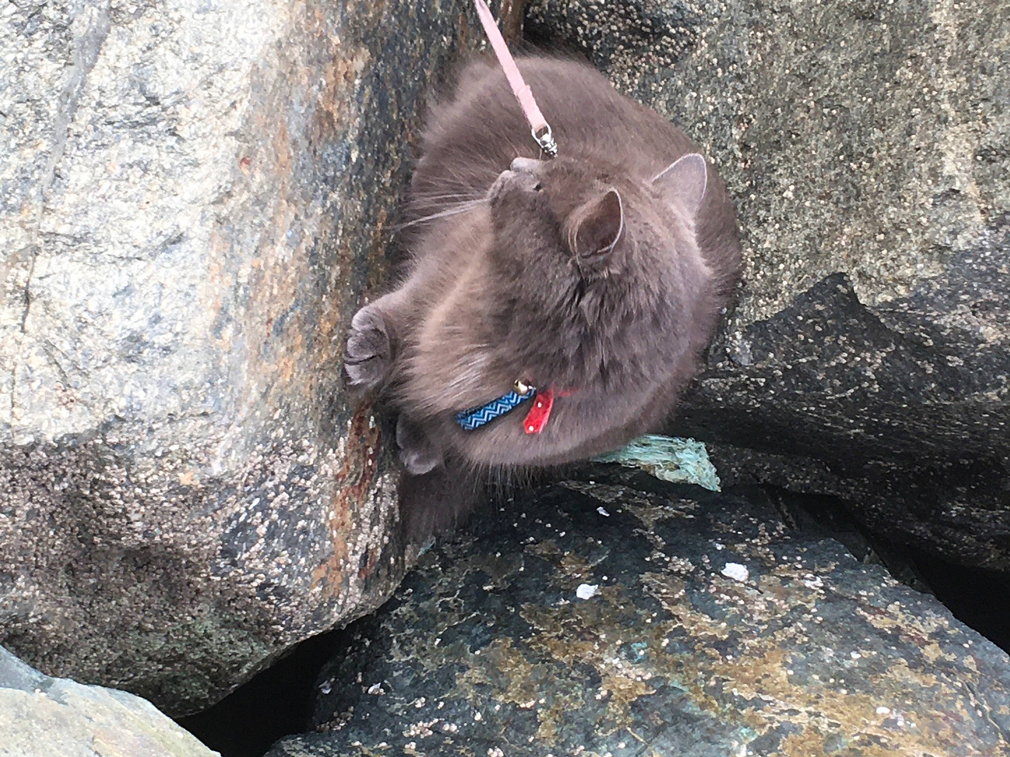 Tîbouille a rejoint le concours — aidez-le/la à gagner de superbes lots ! bedrock, carnivore, fawn, felidae, fur, marine_mammal, marsupial, nutria, rock, small_to_medium_sized_cats, snout, soil, terrestrial_animal, whiskers, wildlife, working_animal, zoo