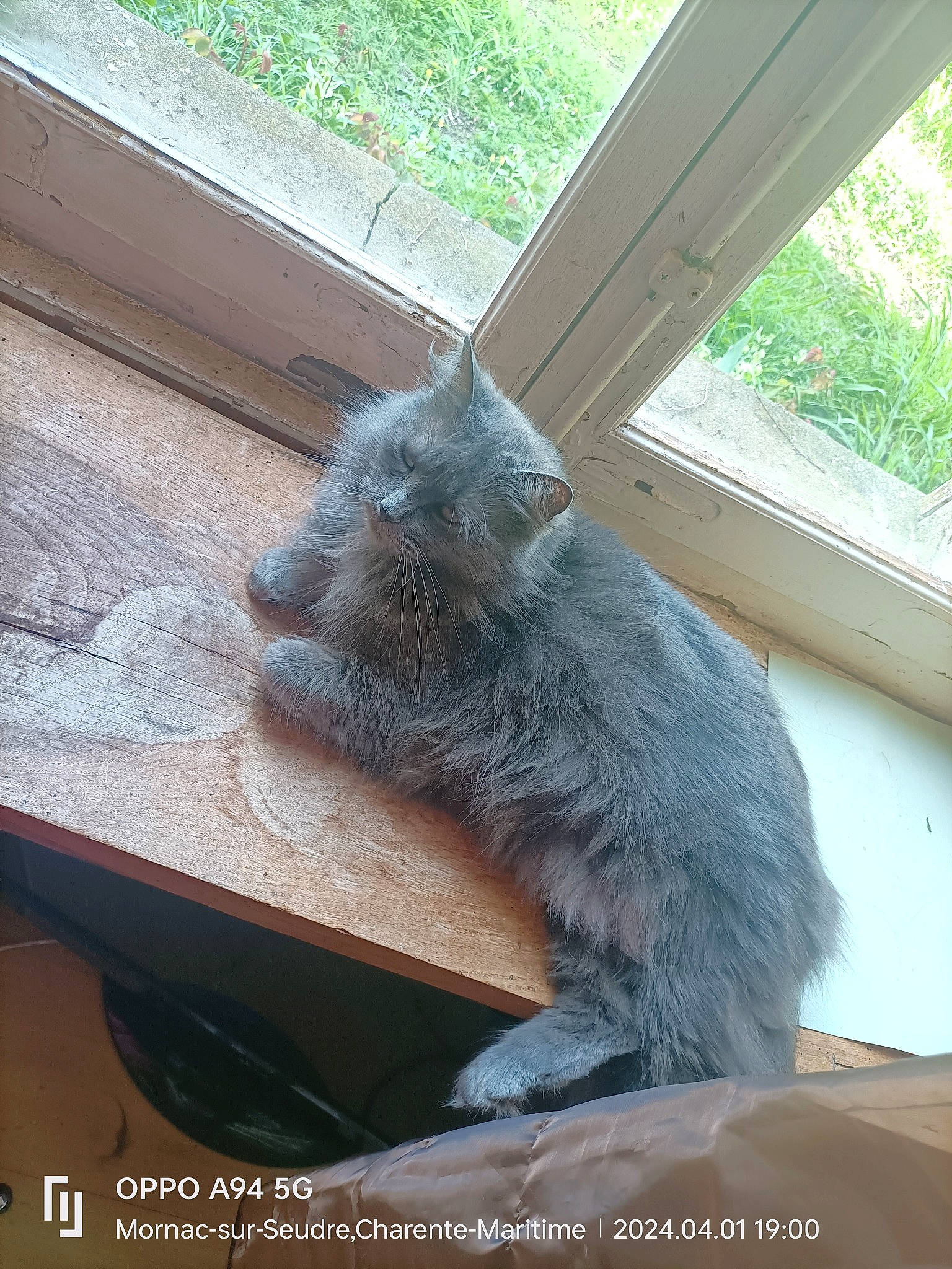 Tîbouille participe au concours pour gagner de l'argent avec cette photo : black_cat, carnivore, cat, claw, domestic_short_haired_cat, felidae, fur, grey, hardwood, paw, plant, small_to_medium_sized_cats, tail, whiskers, window, wood