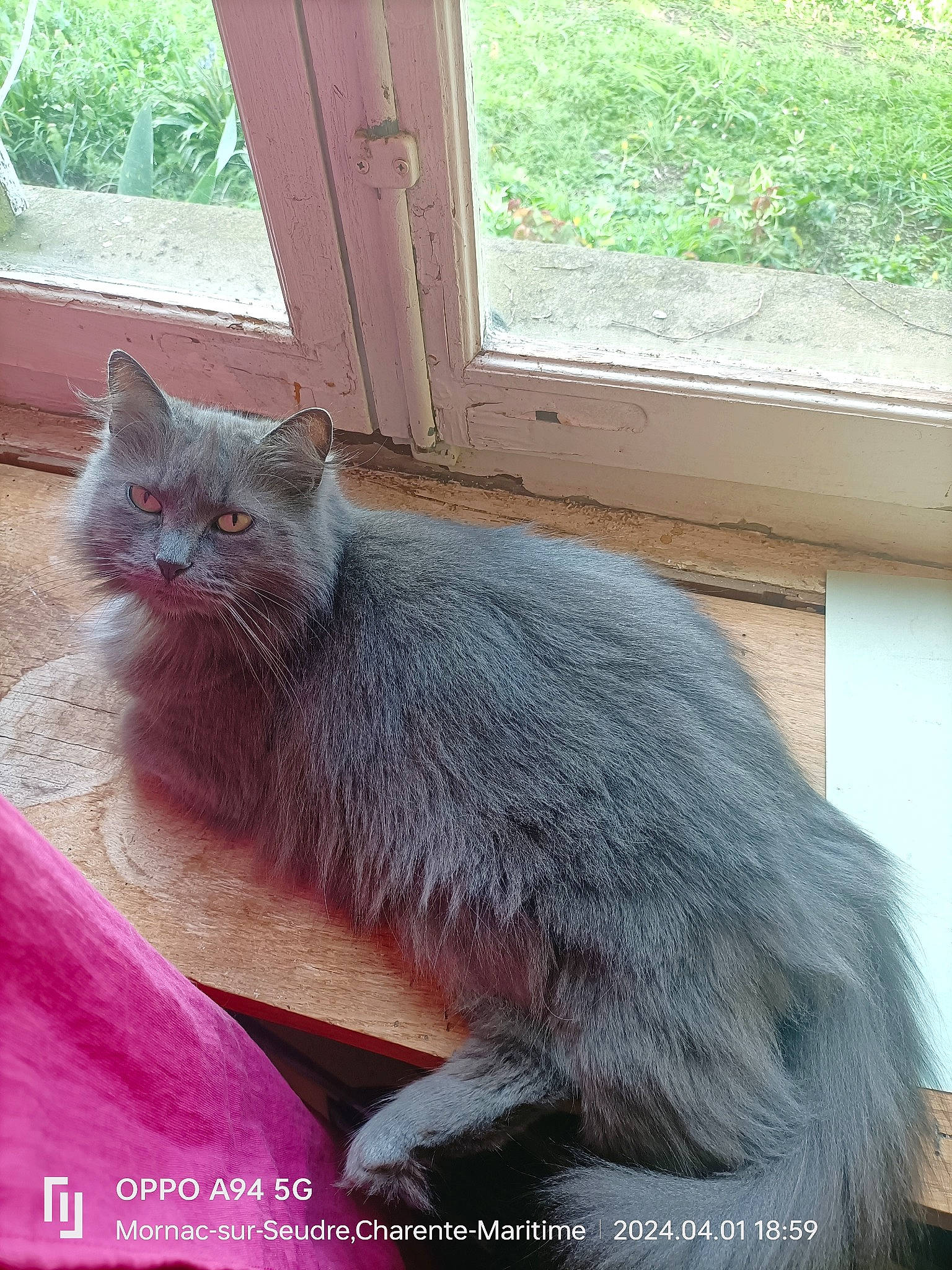 Tîbouille participe au concours pour gagner de l'argent avec cette photo : carnivore, cat, claw, comfort, domestic_short_haired_cat, event, fawn, felidae, fur, grey, paw, plant, sitting, small_to_medium_sized_cats, snout, tail, terrestrial_animal, whiskers, window